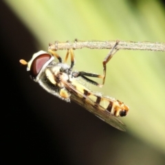 Simosyrphus grandicornis (Common hover fly) at Ainslie, ACT - 6 Feb 2019 by jbromilow50