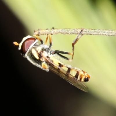 Simosyrphus grandicornis (Common hover fly) at Ainslie, ACT - 6 Feb 2019 by jb2602