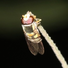 Simosyrphus grandicornis at Ainslie, ACT - 6 Feb 2019