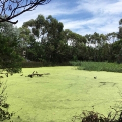 Lemna disperma (Common Duck-weed) at Sullivans Creek, O'Connor - 6 Feb 2019 by RWPurdie