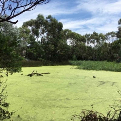 Lemna disperma (Common Duck-weed) at O'Connor, ACT - 6 Feb 2019 by RWPurdie