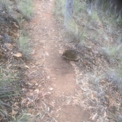 Tachyglossus aculeatus (Short-beaked Echidna) at Point 5595 - 4 Feb 2019 by Colinwalters