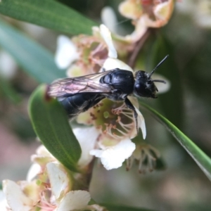 Euryglossa sp. (genus) at Acton, ACT - 6 Feb 2019 12:24 PM