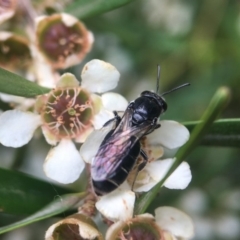 Euryglossa sp. (genus) at Acton, ACT - 6 Feb 2019 12:24 PM