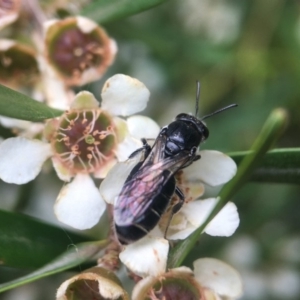 Euryglossa sp. (genus) at Acton, ACT - 6 Feb 2019