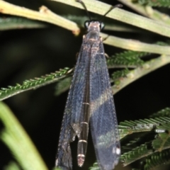 Myrmeleontidae (family) (Unidentified Antlion Lacewing) at Ainslie, ACT - 6 Feb 2019 by jb2602