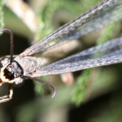 Myrmeleontidae (family) at Ainslie, ACT - 6 Feb 2019 09:31 PM