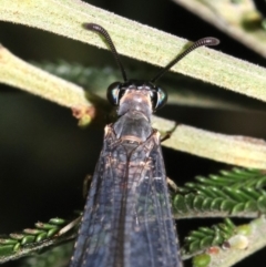 Myrmeleontidae (family) at Ainslie, ACT - 6 Feb 2019