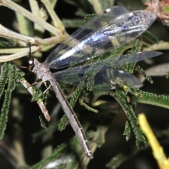 Myrmeleontidae (family) at Ainslie, ACT - 6 Feb 2019 09:31 PM