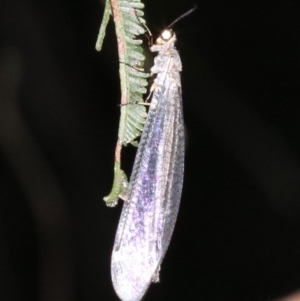 Myrmeleontidae (family) at Ainslie, ACT - 6 Feb 2019 09:31 PM