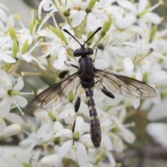 Miltinus sp. (genus) (Miltinus mydas fly) at Michelago, NSW - 30 Dec 2018 by Illilanga