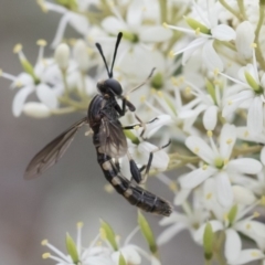 Miltinus sp. (genus) at Michelago, NSW - 30 Dec 2018 02:26 PM