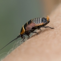 Ellipsidion australe (Austral Ellipsidion cockroach) at Michelago, NSW - 16 Dec 2018 by Illilanga