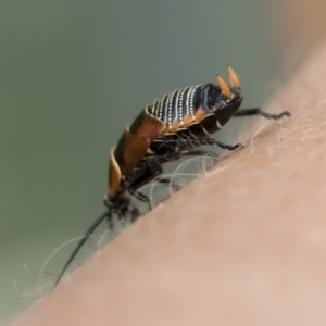 Ellipsidion australe at Michelago, NSW - 16 Dec 2018