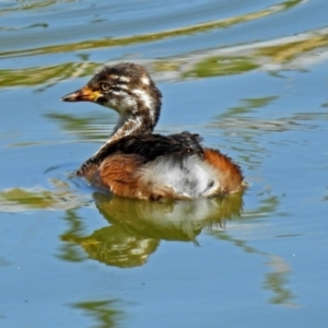 Tachybaptus novaehollandiae at Fyshwick, ACT - 6 Feb 2019