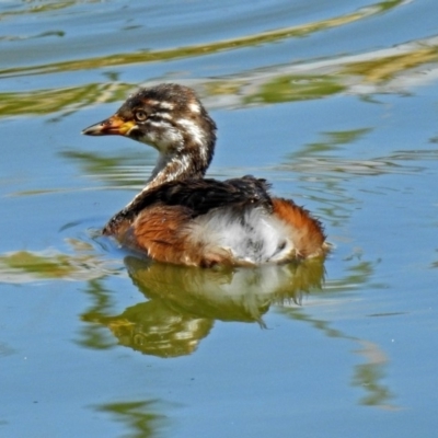 Tachybaptus novaehollandiae (Australasian Grebe) at Fyshwick, ACT - 6 Feb 2019 by RodDeb