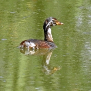 Tachybaptus novaehollandiae at Fyshwick, ACT - 6 Feb 2019