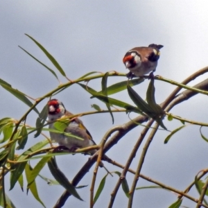 Carduelis carduelis at Fyshwick, ACT - 6 Feb 2019