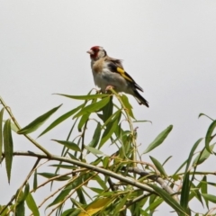 Carduelis carduelis at Fyshwick, ACT - 6 Feb 2019