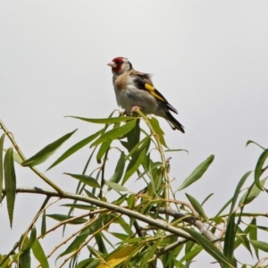 Carduelis carduelis at Fyshwick, ACT - 6 Feb 2019 12:59 PM