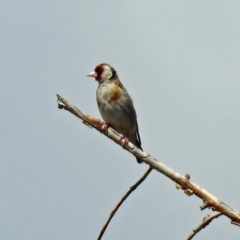 Carduelis carduelis at Fyshwick, ACT - 6 Feb 2019