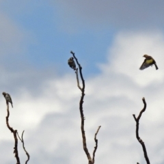 Carduelis carduelis at Fyshwick, ACT - 6 Feb 2019