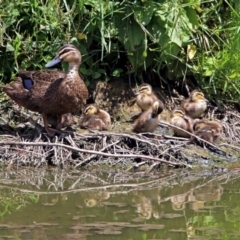 Anas superciliosa (Pacific Black Duck) at Fyshwick, ACT - 6 Feb 2019 by RodDeb