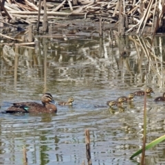 Anas superciliosa at Fyshwick, ACT - 6 Feb 2019