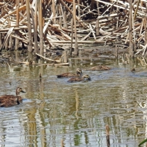 Anas superciliosa at Fyshwick, ACT - 6 Feb 2019