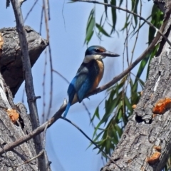 Todiramphus sanctus (Sacred Kingfisher) at Fyshwick, ACT - 6 Feb 2019 by RodDeb