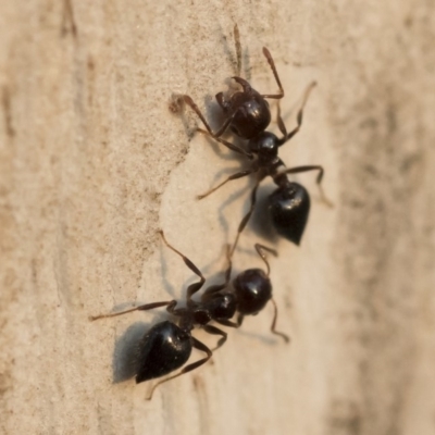 Crematogaster sp. (genus) (Acrobat ant, Cocktail ant) at Michelago, NSW - 10 Sep 2018 by Illilanga