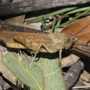 Goniaea australasiae at Theodore, ACT - 7 Feb 2019