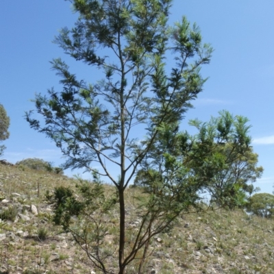 Acacia decurrens (Green Wattle) at Theodore, ACT - 7 Feb 2019 by Owen