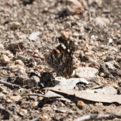 Vanessa kershawi (Australian Painted Lady) at Michelago, NSW - 22 Dec 2018 by Illilanga