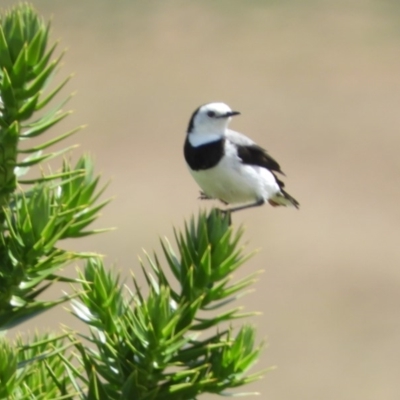 Epthianura albifrons (White-fronted Chat) at Molonglo Valley, ACT - 6 Feb 2019 by Christine