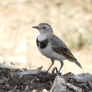 Epthianura albifrons at Molonglo Valley, ACT - 6 Feb 2019