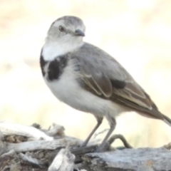 Epthianura albifrons at Molonglo Valley, ACT - 6 Feb 2019