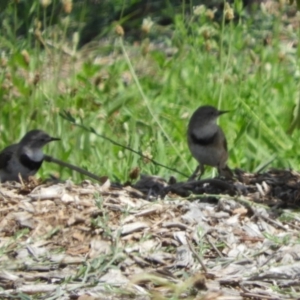 Epthianura albifrons at Molonglo Valley, ACT - 6 Feb 2019