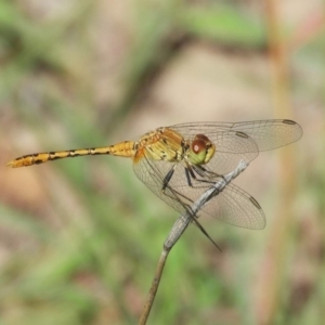 Diplacodes bipunctata at Symonston, ACT - 7 Feb 2019