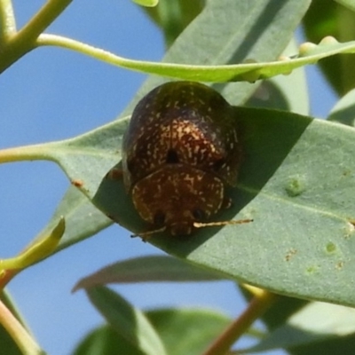 Paropsis variolosa (Variolosa leaf beetle) at Mount Mugga Mugga - 7 Feb 2019 by Christine
