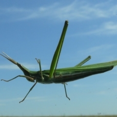 Acrida conica (Giant green slantface) at Hume, ACT - 7 Feb 2019 by Christine