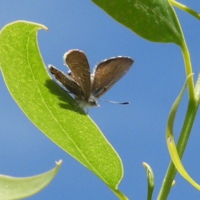 Acrodipsas myrmecophila (Small Ant-blue Butterfly) at Symonston, ACT - 6 Feb 2019 by Christine