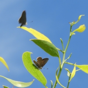 Acrodipsas myrmecophila at suppressed - 7 Feb 2019