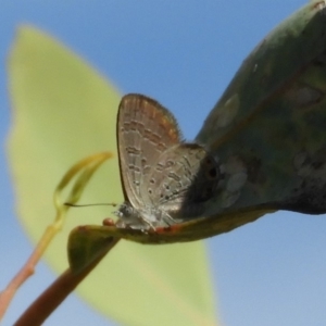 Acrodipsas myrmecophila at suppressed - 7 Feb 2019