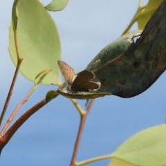 Acrodipsas myrmecophila at suppressed - 7 Feb 2019