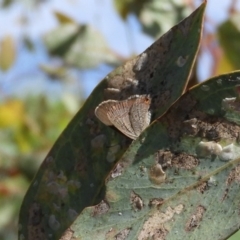 Acrodipsas myrmecophila at suppressed - 7 Feb 2019