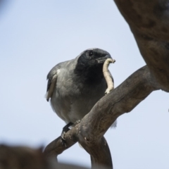 Coracina novaehollandiae at Fyshwick, ACT - 6 Feb 2019 07:58 AM