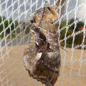 Eudocima fullonia at Kambah, ACT - 7 Feb 2019