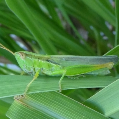 Bermius brachycerus (A grasshopper) at Kambah, ACT - 7 Feb 2019 by HarveyPerkins