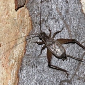 Eurepa marginipennis at Majura, ACT - 28 Jan 2019